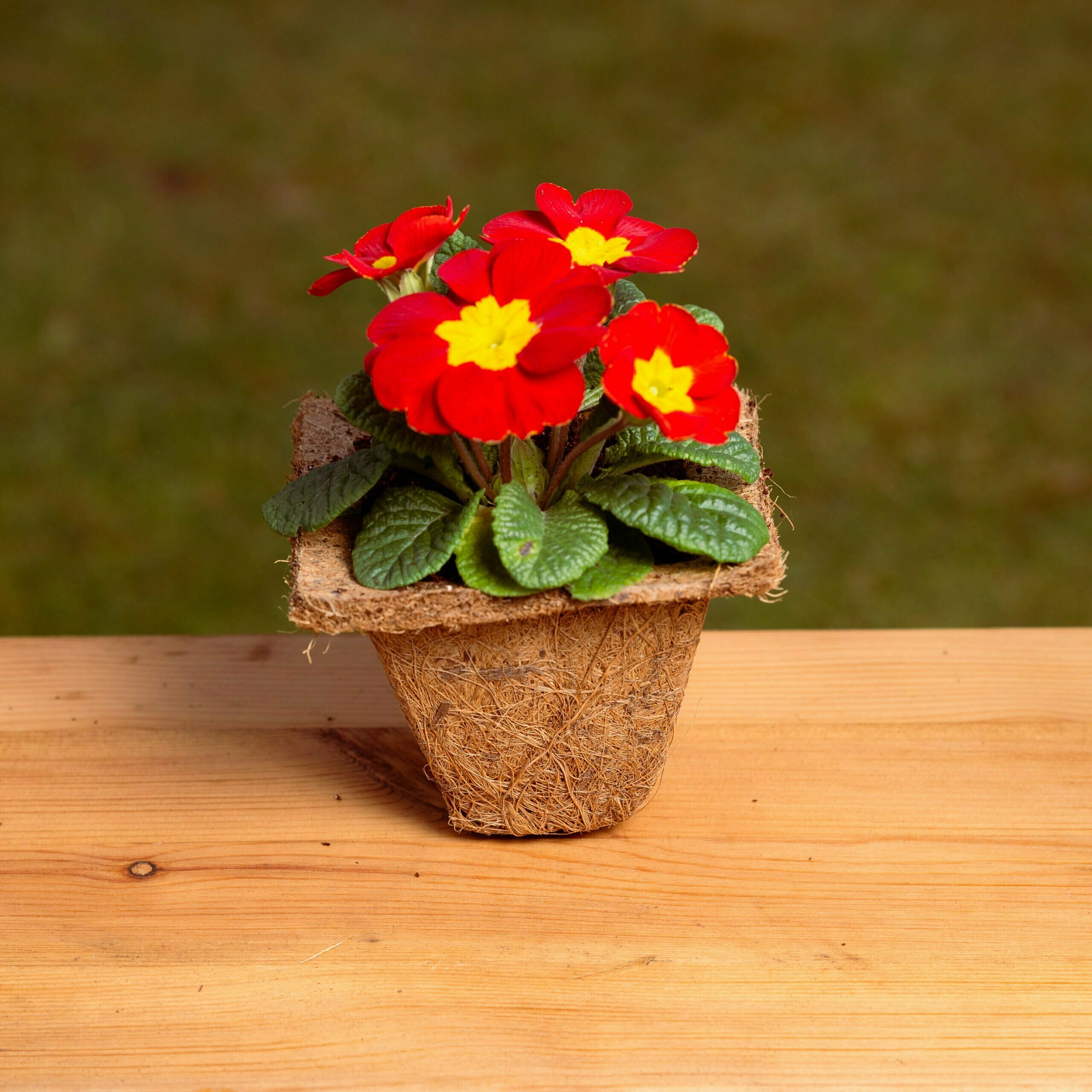 Biodegradable Coir Plant Pots (Square)